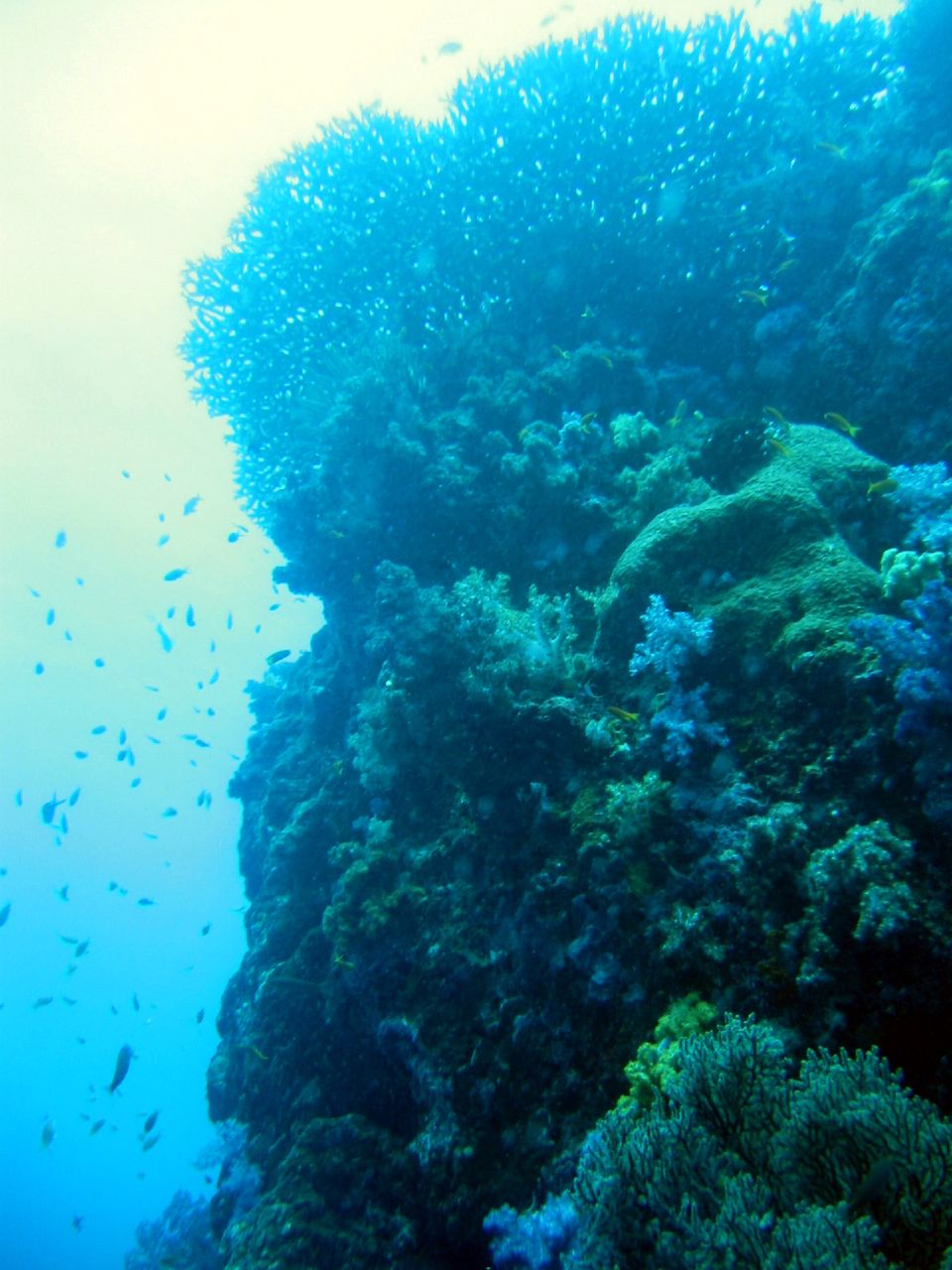 Big Blue